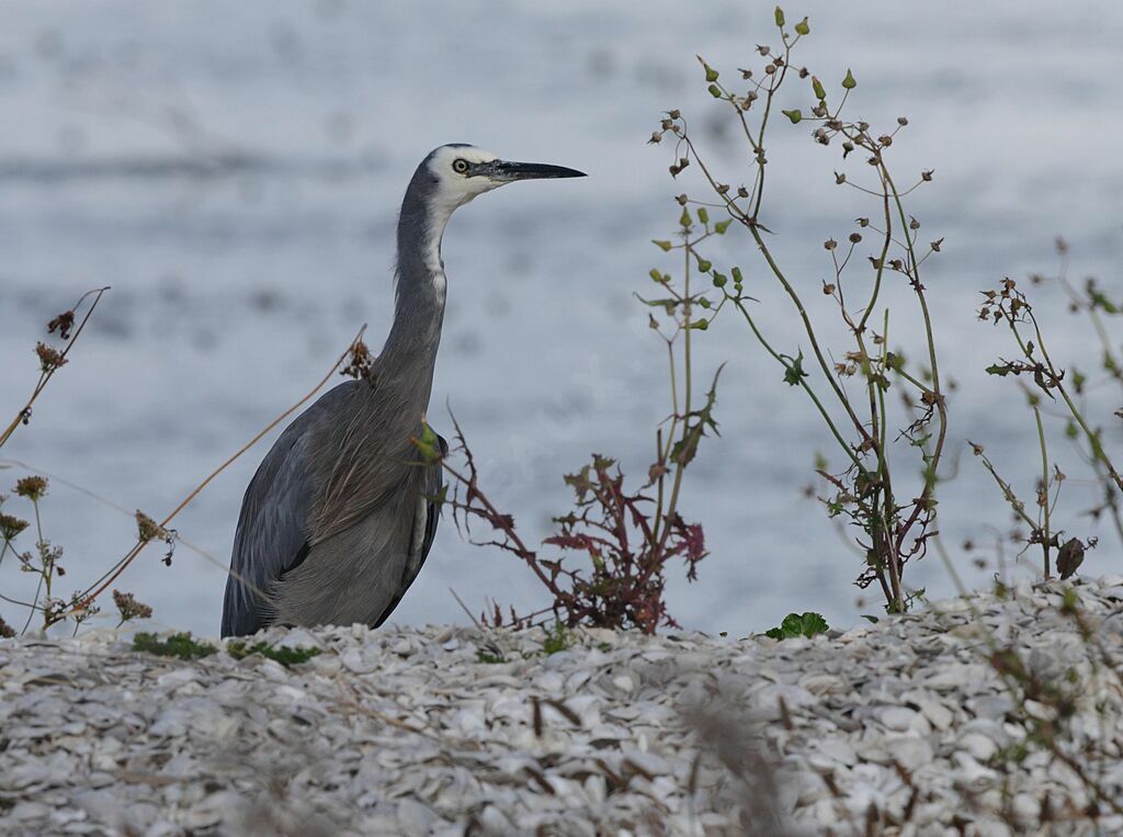 White-faced Heron