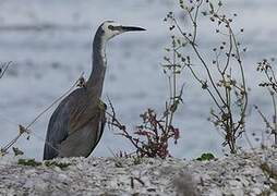 White-faced Heron