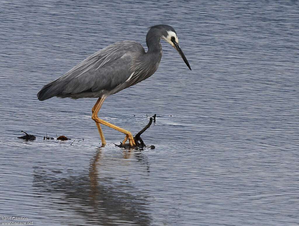 White-faced Heronadult breeding, identification, fishing/hunting