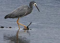 White-faced Heron