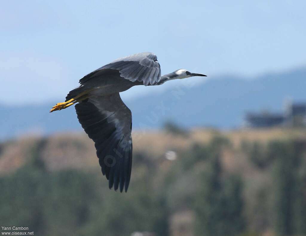 White-faced Heronadult, Flight