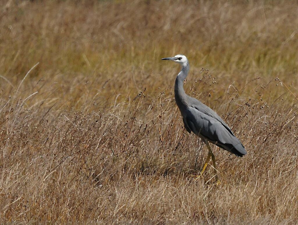 White-faced Heron