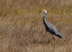 White-faced Heron