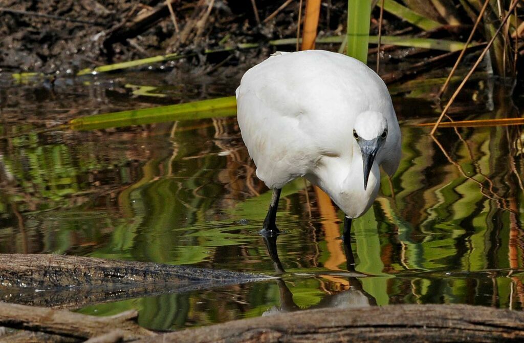 Little Egret