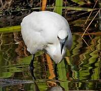 Little Egret