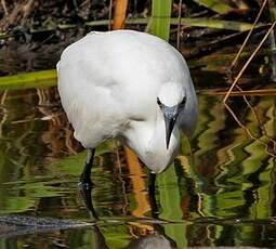 Aigrette garzette