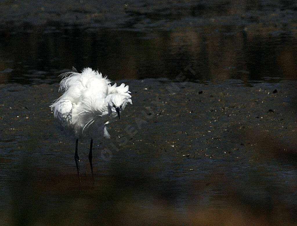 Aigrette garzette