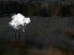 Aigrette garzette