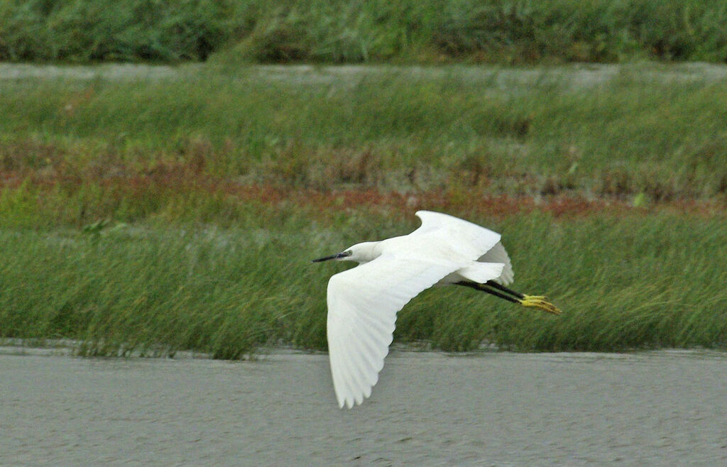 Little Egret