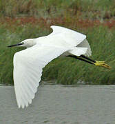 Aigrette garzette