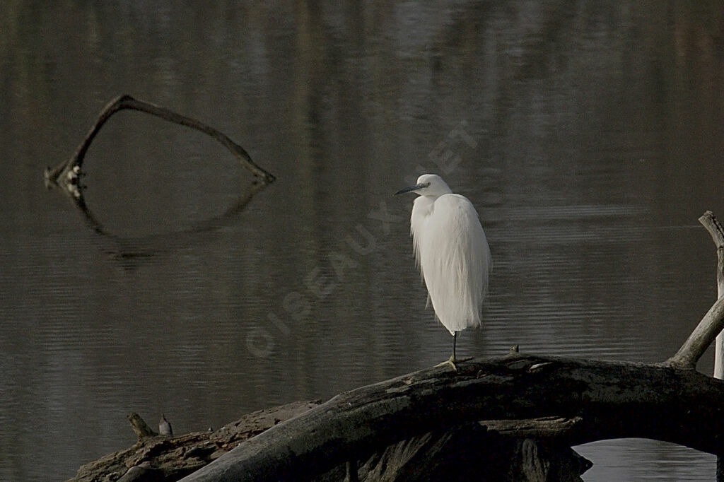 Aigrette garzette