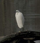 Aigrette garzette