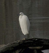 Little Egret