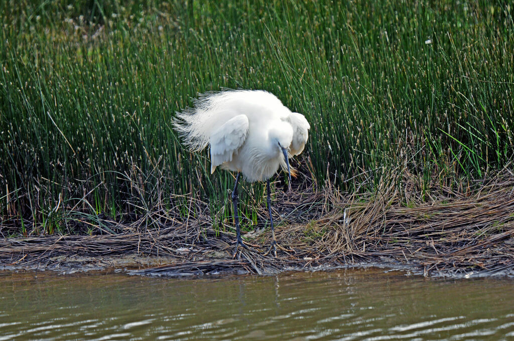 Aigrette garzette