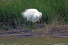 Little Egret