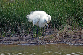 Aigrette garzette