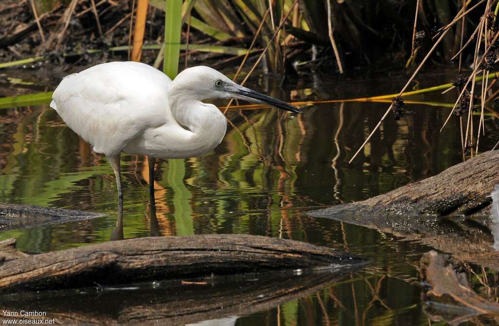 Aigrette garzette, habitat, pêche/chasse
