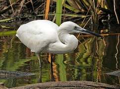 Aigrette garzette