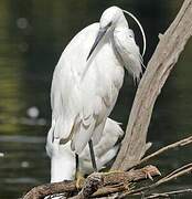 Little Egret