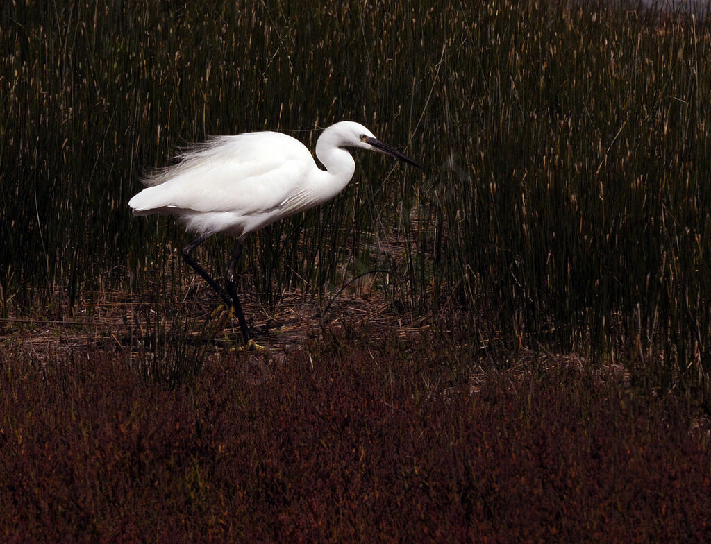 Aigrette garzette