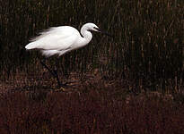 Aigrette garzette