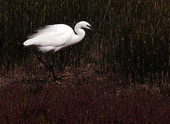 Little Egret