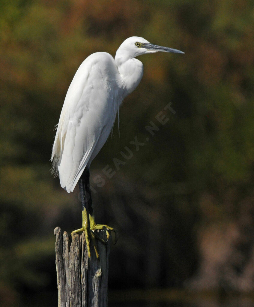 Aigrette garzette