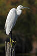 Aigrette garzette