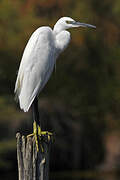 Little Egret