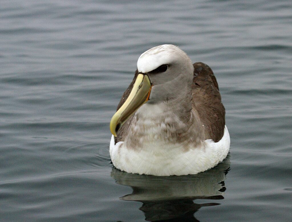 Albatros de Salvin