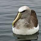 Albatros de Salvin