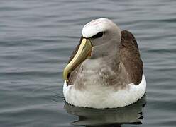 Salvin's Albatross