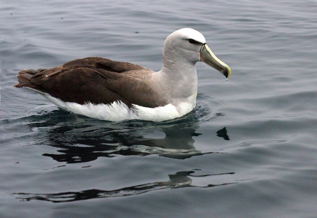 Albatros de Salvin