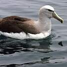 Albatros de Salvin