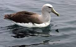 Albatros de Salvin