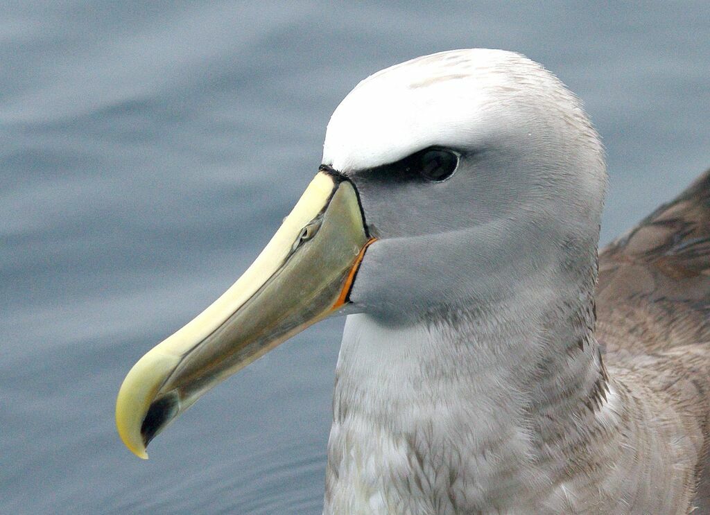 Albatros de Salvin