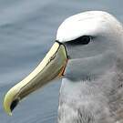 Albatros de Salvin
