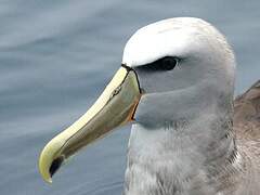 Albatros de Salvin