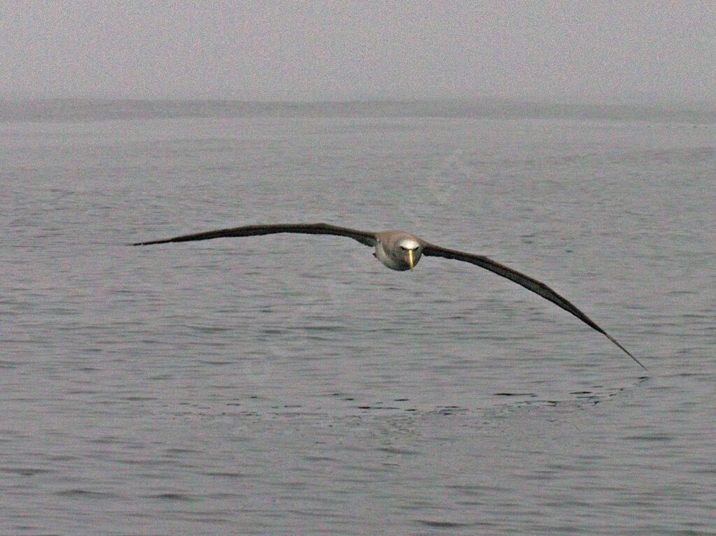 Albatros de Salvin