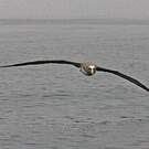 Albatros de Salvin