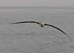 Salvin's Albatross