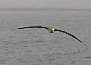 Albatros de Salvin
