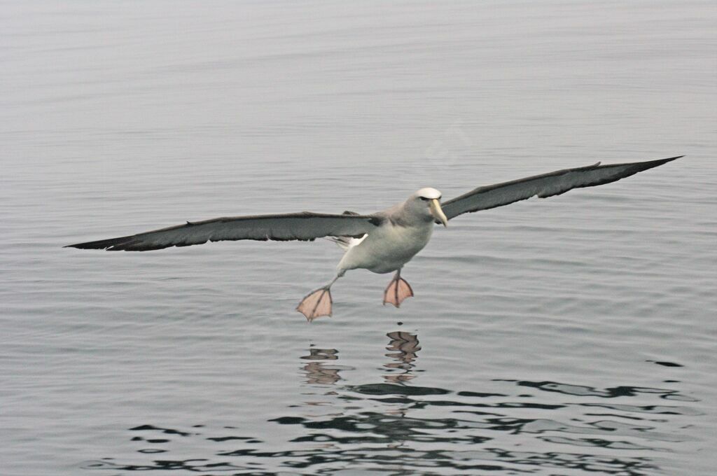 Albatros de Salvin