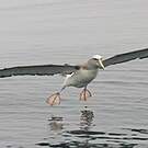 Albatros de Salvin