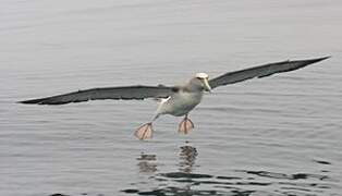 Salvin's Albatross