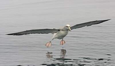 Albatros de Salvin