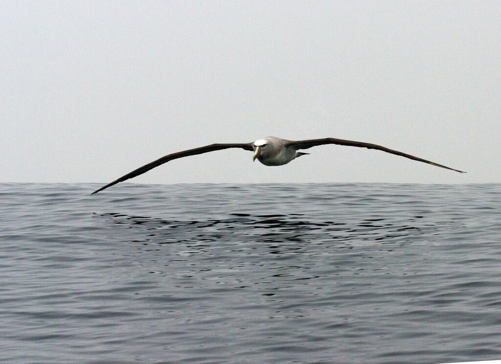 Albatros de Salvin