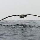 Albatros de Salvin