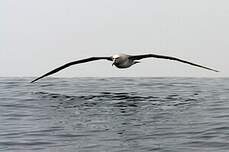 Albatros de Salvin