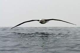 Albatros de Salvin